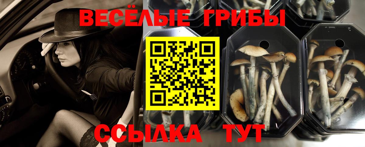 Псилоцибиновые грибы Psilocybe  Алексин  Псилоцибиновые грибы ЛСД 